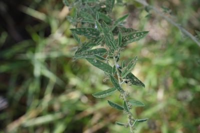 Sida hackettiana, photographed by Greg Tasney