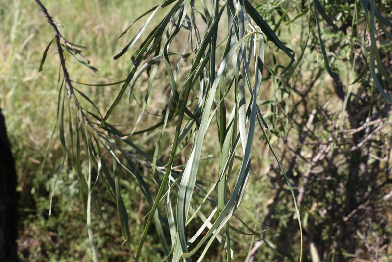 Grevillea striata, photographed by Greg Tasney