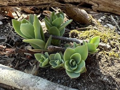 Hylotelephium telephioides, photographed by Annie Weissman