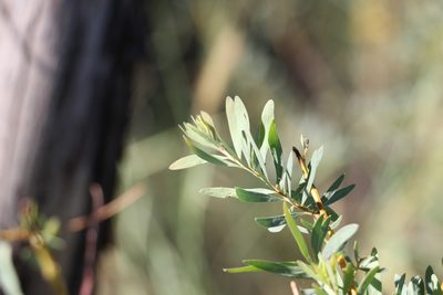 Acacia decora