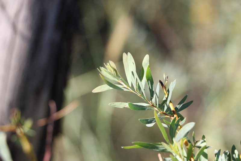 Acacia decora, photographed by Greg Tasney