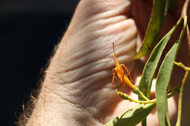 Dendrophthoe glabrescens, photographed by Greg Tasney