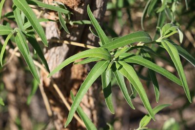 Alstonia constricta, photographed by Greg Tasney