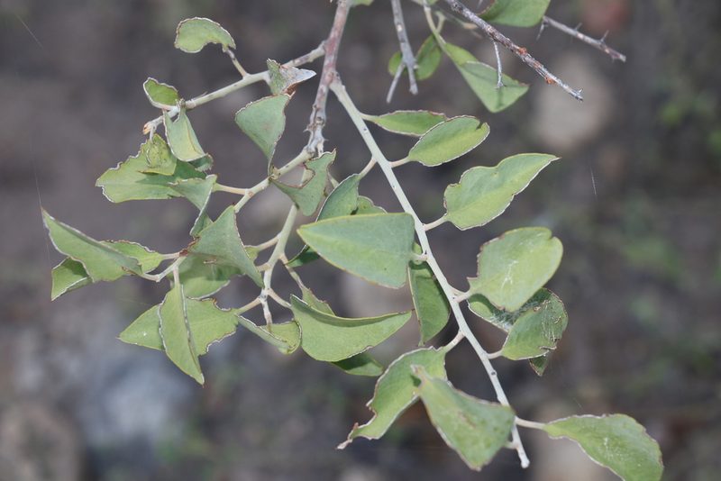 Capparis canescens, photographed by Greg Tasney