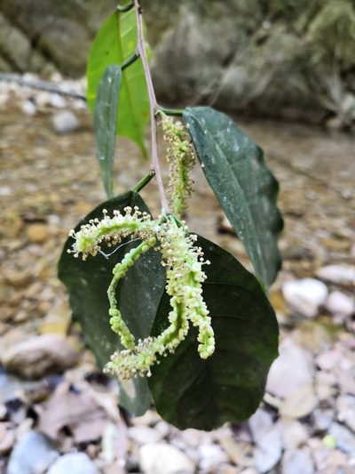 Trophis racemosa, photographed by Ana Nuño