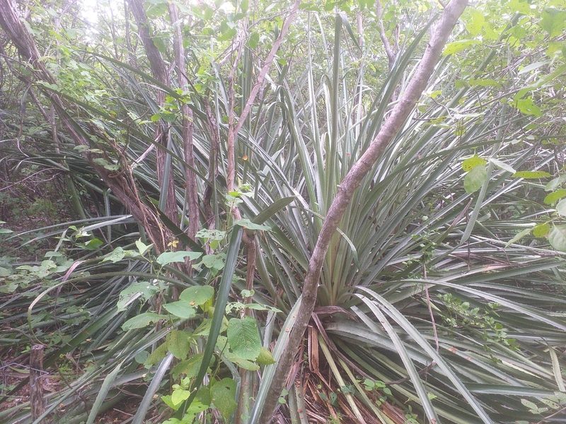 Bromelia grandiflora, photographed by Breno Figueiredo