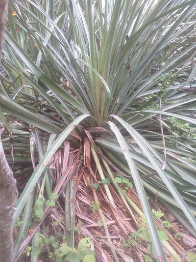 Bromelia grandiflora, photographed by Breno Figueiredo