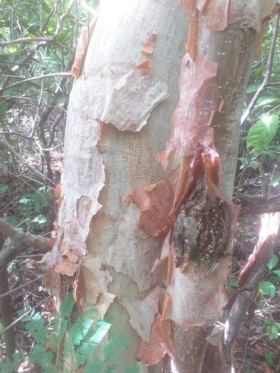 Amburana cearensis, photographed by Breno Figueiredo