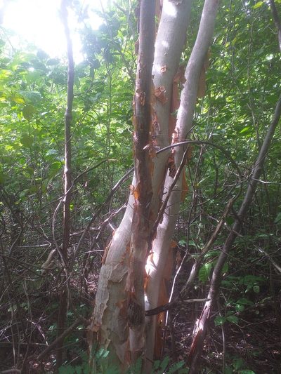 Amburana cearensis, photographed by Breno Figueiredo