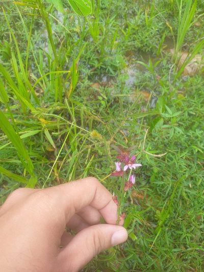 Cuphea campestris, photographed by Breno Figueiredo