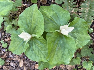 Trillium chloropetalum, photographed by Cricket Raspet