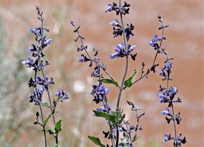 Salvia cuspidata, photographed by Hugo Hulsberg
