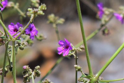 Mirabilis ovata, photographed by Hugo Hulsberg