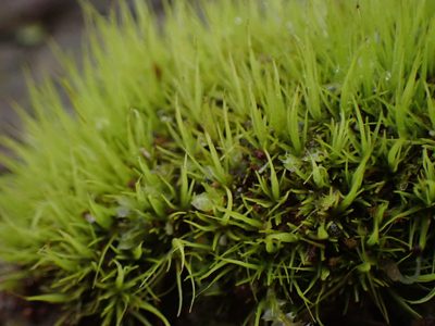 Orthodicranum tauricum, photographed by Randal