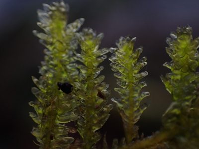 Metaneckera menziesii, photographed by Randal