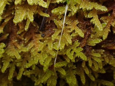 Stereodon subimponens, photographed by Randal