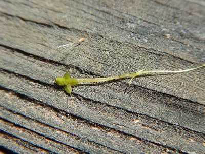 Spirodela punctata, photographed by Ryan Watson