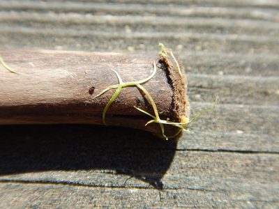 Wolffiella gladiata, photographed by Ryan Watson