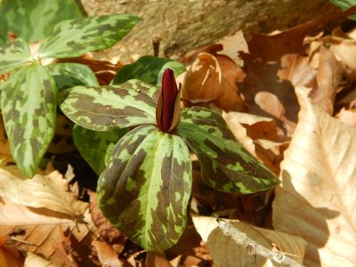 Trillium maculatum, photographed by Ryan Watson