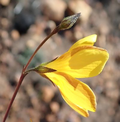 Linum heterostylum, photographed by Nicola van Berkel