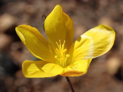 Linum heterostylum, photographed by Nicola van Berkel