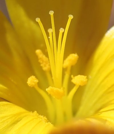 Linum heterostylum, photographed by Nicola van Berkel