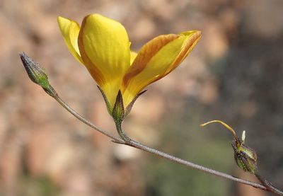 Linum heterostylum, photographed by Nicola van Berkel