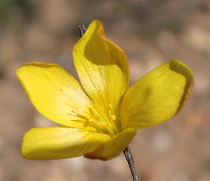 Linum heterostylum, photographed by Nicola van Berkel