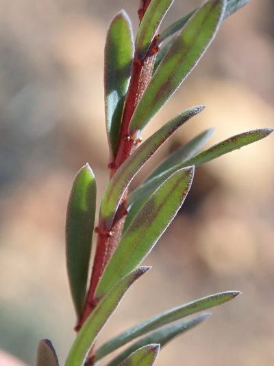 Linum heterostylum, photographed by Nicola van Berkel