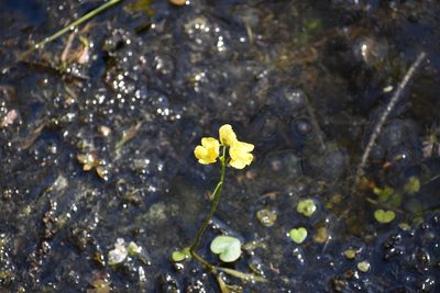 Utricularia inflata, photographed by Ryan Watson