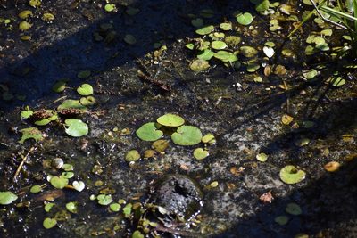 Hydrocharis spongia, photographed by Ryan Watson