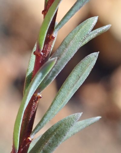 Linum heterostylum, photographed by Nicola van Berkel