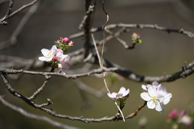 Prunus mexicana