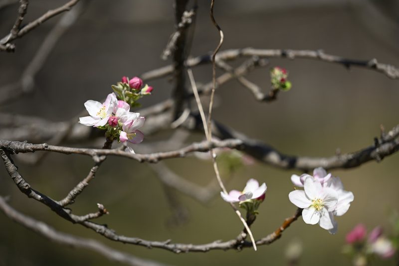 Prunus mexicana, photographed by danygl