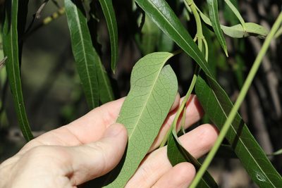 Parsonsia eucalyptophylla, photographed by Greg Tasney