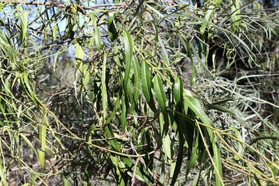 Parsonsia eucalyptophylla, photographed by Greg Tasney