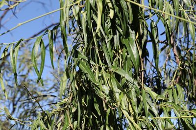 Parsonsia eucalyptophylla, photographed by Greg Tasney