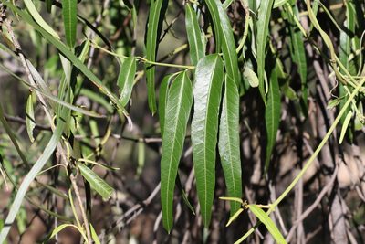 Parsonsia eucalyptophylla, photographed by Greg Tasney