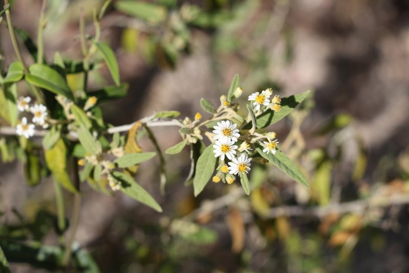 Olearia canescens, photographed by Greg Tasney
