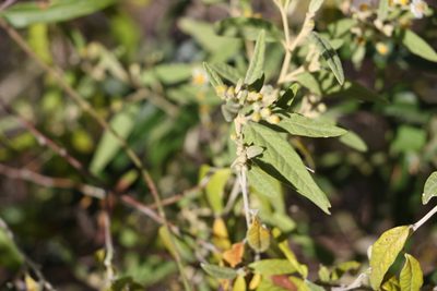 Olearia canescens, photographed by Greg Tasney