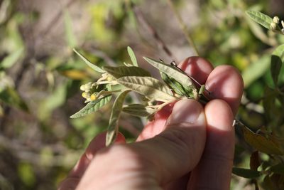 Olearia canescens, photographed by Greg Tasney