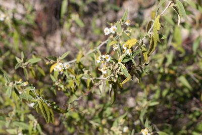 Olearia canescens, photographed by Greg Tasney