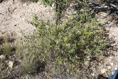 Olearia canescens, photographed by Greg Tasney
