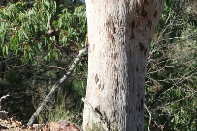 Angophora leiocarpa, photographed by Greg Tasney