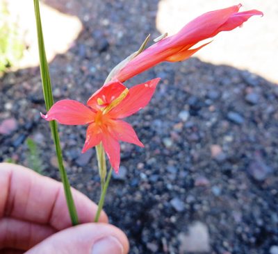 Gladiolus quadrangularis, photographed by linkie