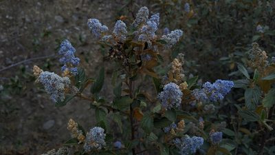 Ceanothus caeruleus, photographed by IA braham