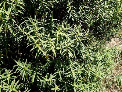 Veronica parviflora, photographed by Duncan Cunningham