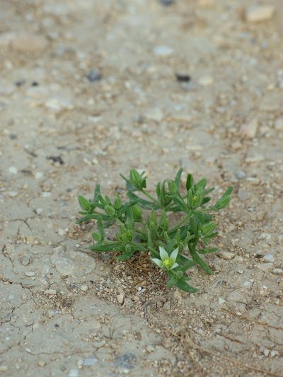 Aizoanthemopsis hispanica, photographed by Nasser Halaweh
