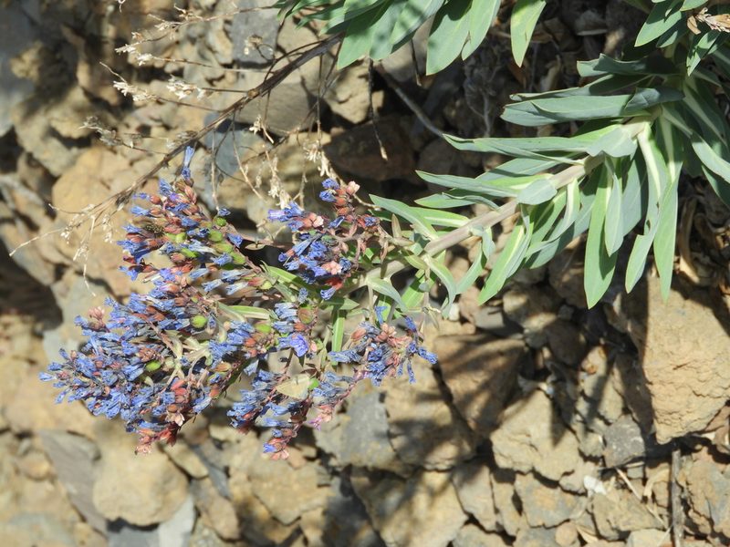 Echium thyrsiflorum, photographed by Santiago Martín-Bravo