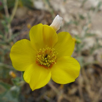 Mentzelia gracilenta, photographed by John Hibbard